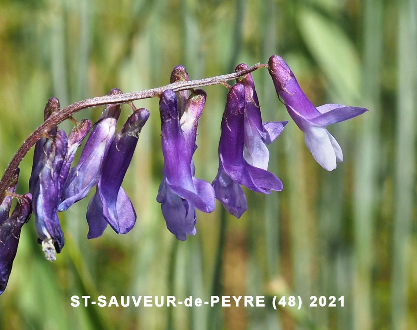 Vetch, Fodder flower